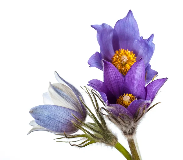 Våren blommor cutleaf anemone Stockbild