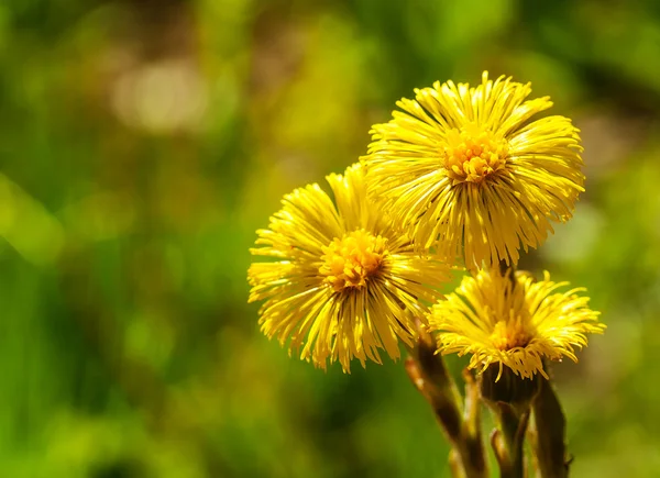 Желтый цветок Coltsfoot Стоковая Картинка