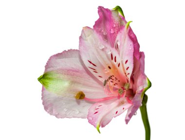 pembe çiçekler alstroemeria