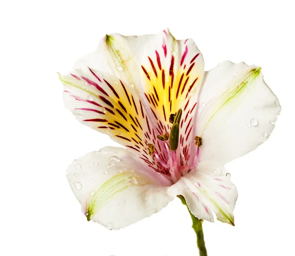 Alstroemeria bloemen — Stockfoto