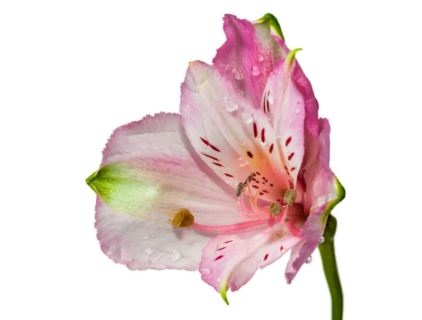 Pembe çiçekler alstroemeria — Stok fotoğraf