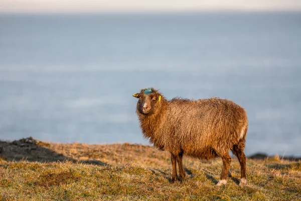 Ovejas de Shetland —  Fotos de Stock