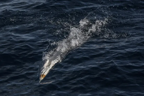 Gannet Stok Fotoğraf