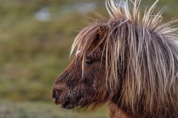 Cavallino delle Shetland — Foto Stock