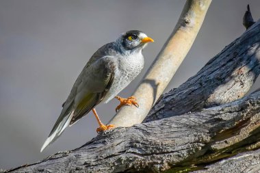 A Noisy Miner looking into a setting sun.