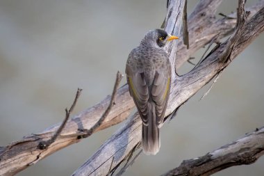 A young Noisy Miner perched on a dead tree branch.