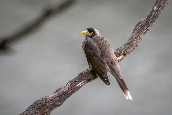 Noisey Miner Perched Dead Branch — Zdjęcie stockowe