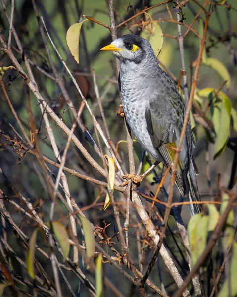 Noisy Miner Thick Shrub — Zdjęcie stockowe