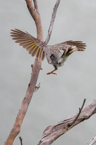 Noisy Miner Landing Tree Branch — Stock Photo, Image