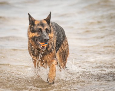 A German Shepherd Dog likes nothing more than a day at the beach.