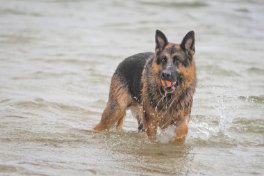 A German Shepherd Dog likes nothing more than a day at the beach.