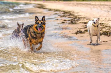 A German Shepherd Dog likes nothing more than a day at the beach.