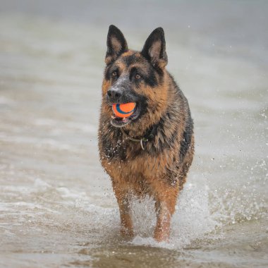A German Shepherd Dog likes nothing more than a day at the beach.
