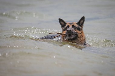 A German Shepherd Dog likes nothing more than a day at the beach.