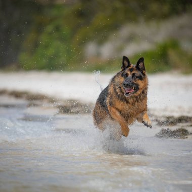 A German Shepherd Dog likes nothing more than a day at the beach.