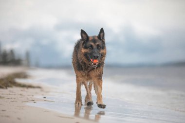 A German Shepherd Dog likes nothing more than a day at the beach.