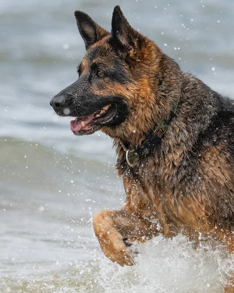 A German Shepherd Dog likes nothing more than a day at the beach.