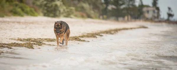 German Shepherd Dog Likes Nothing More Day Beach — Stock Photo, Image
