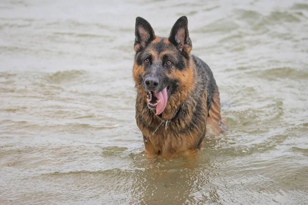 Perro Pastor Alemán Gusta Nada Más Que Día Playa — Foto de Stock