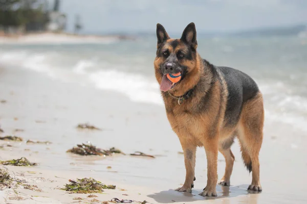 Perro Pastor Alemán Gusta Nada Más Que Día Playa — Foto de Stock