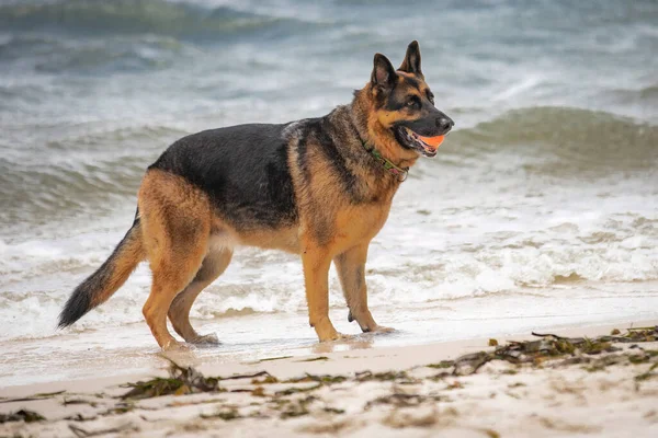 Perro Pastor Alemán Gusta Nada Más Que Día Playa — Foto de Stock