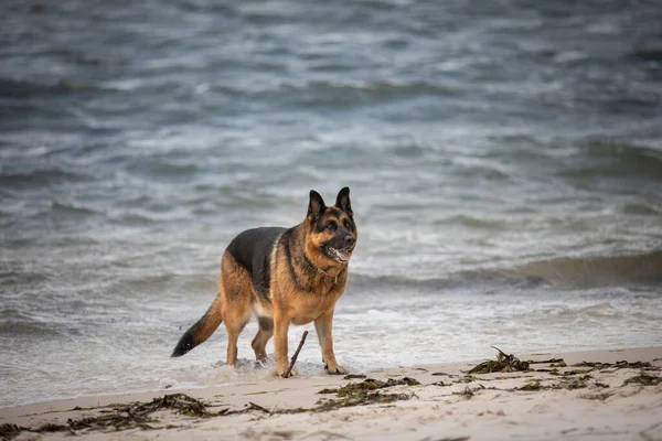 Perro Pastor Alemán Gusta Nada Más Que Día Playa — Foto de Stock