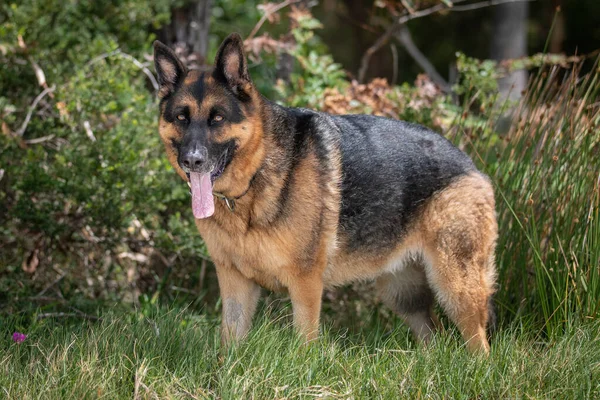 Bir Alman Çoban Köpeği Kumsalda Bir Günden Daha Çok Hoşlanmaz — Stok fotoğraf