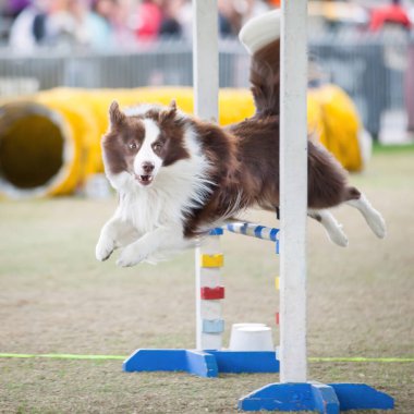 Bu köpekler ve sahipleri çeviklik yarışmalarına katılabilmek için formda olmalılar..