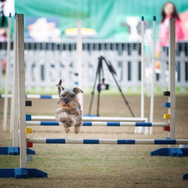 Bu köpekler ve sahipleri çeviklik yarışmalarına katılabilmek için formda olmalılar..