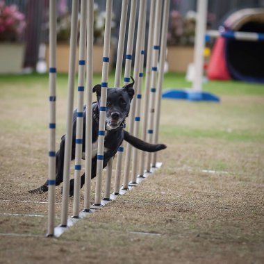 Bu köpekler ve sahipleri çeviklik yarışmalarına katılabilmek için formda olmalılar..