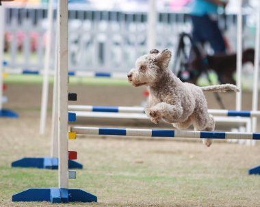 Bu köpekler ve sahipleri çeviklik yarışmalarına katılabilmek için formda olmalılar..