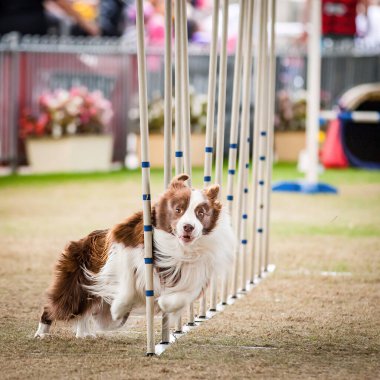 Bu köpekler ve sahipleri çeviklik yarışmalarına katılabilmek için formda olmalılar..