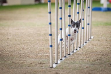Bu köpekler ve sahipleri çeviklik yarışmalarına katılabilmek için formda olmalılar..