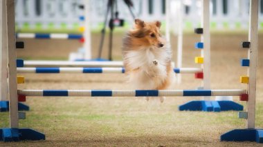 Bu köpekler ve sahipleri çeviklik yarışmalarına katılabilmek için formda olmalılar..