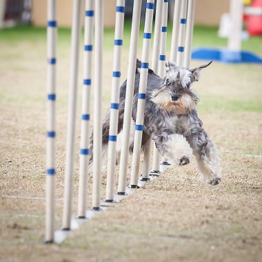 Bu köpekler ve sahipleri çeviklik yarışmalarına katılabilmek için formda olmalılar..