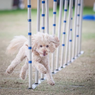 Bu köpekler ve sahipleri çeviklik yarışmalarına katılabilmek için formda olmalılar..