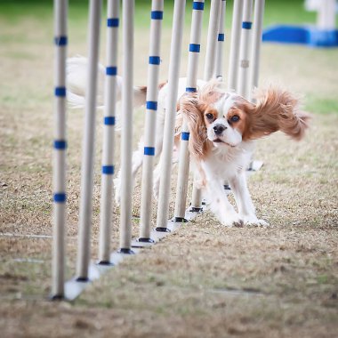 Bu köpekler ve sahipleri çeviklik yarışmalarına katılabilmek için formda olmalılar..