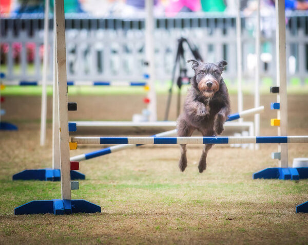 These dogs and their owners need to be fit to compete in these agility competitions.