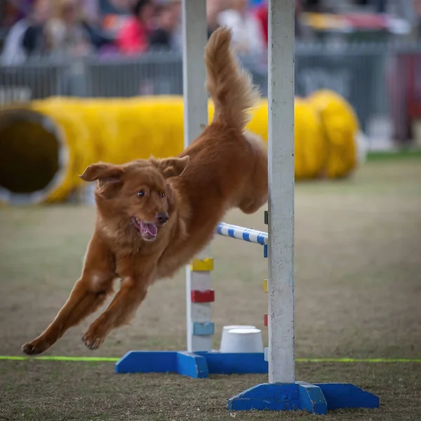 Köpekler Sahipleri Çeviklik Yarışmalarına Katılabilmek Için Formda Olmalılar — Stok fotoğraf