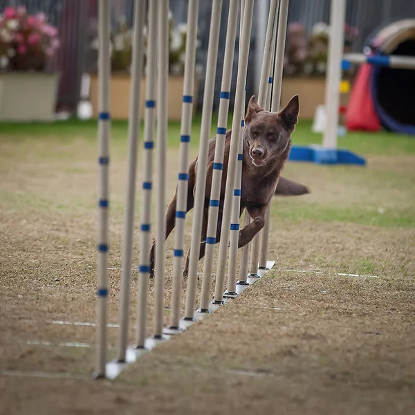 Köpekler Sahipleri Çeviklik Yarışmalarına Katılabilmek Için Formda Olmalılar — Stok fotoğraf