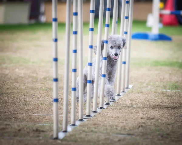 これらの犬とその所有者は これらの敏捷性の競争に適合する必要があります — ストック写真