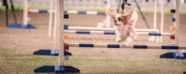 これらの犬とその所有者は これらの敏捷性の競争に適合する必要があります — ストック写真