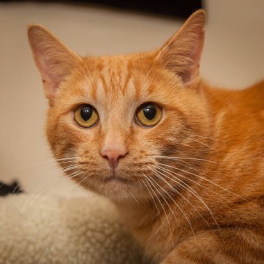 Güzel, yaramaz, zeki bir kedi kameraya bakıyor..