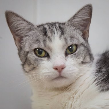 Güzel, yaramaz, zeki bir kedi kameraya bakıyor..