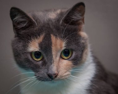 Güzel, yaramaz, zeki bir kedi kameraya bakıyor..