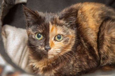 Güzel, yaramaz, zeki bir kedi kameraya bakıyor..