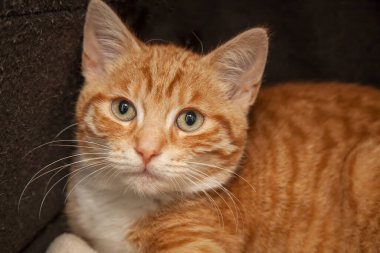 Güzel, yaramaz, zeki bir kedi kameraya bakıyor..