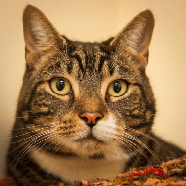 Güzel, yaramaz, zeki bir kedi kameraya bakıyor..