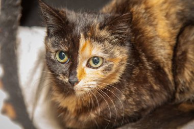 Güzel, yaramaz, zeki bir kedi kameraya bakıyor..