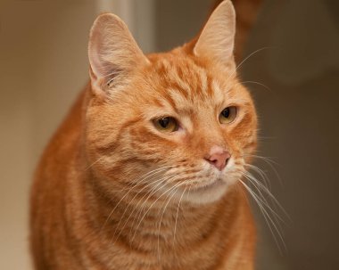 Güzel, yaramaz, zeki bir kedi kameraya bakıyor..